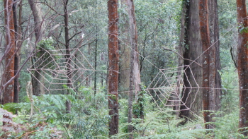 Toolangi Sculpture Trail Webs