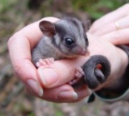 Leadbeater's Possum