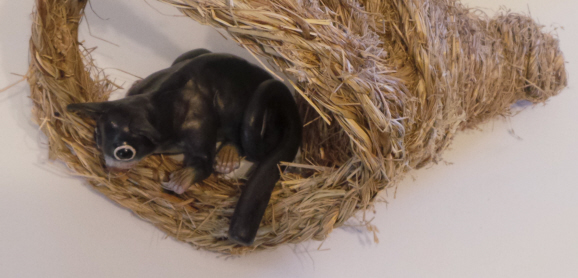 possum in grass nest 