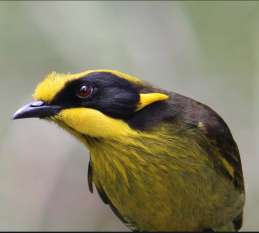 Helmeted  honeyeater